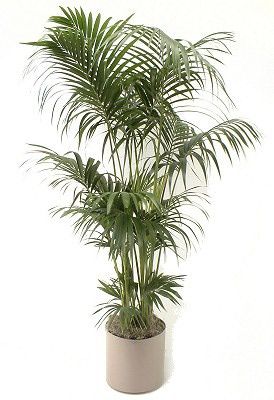 Kentia Palm