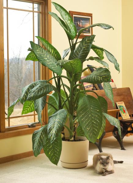 dieffenbachia